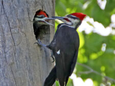 Pileated Woodpecker