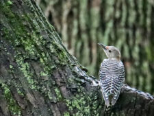 Red-bellied Woodpecker