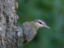 Red-eyed Vireo