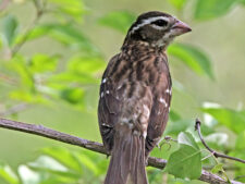 Rose-breasted Grosbeak