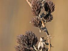 ROUND-HEADED BUSH CLOVER