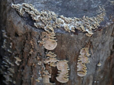 Turkey tail