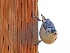 White-breasted Nuthatch