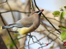 Cedar Waxwing