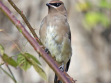 Cedar Waxwing