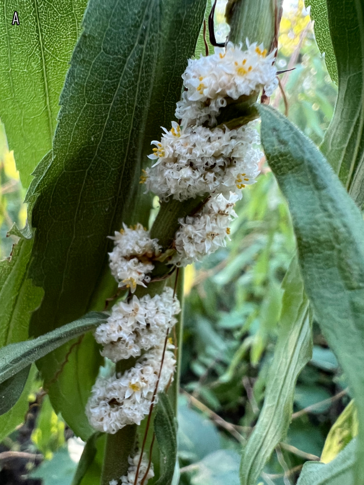 ROPE DODDER