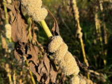 ROPE DODDER