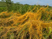 ROPE DODDER