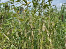 ROPE DODDER