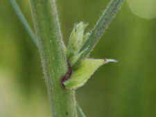 ILLINOIS TICK-CLOVER