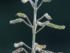 ILLINOIS TICK-CLOVER