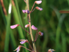 ILLINOIS TICK-CLOVER