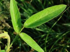 ILLINOIS TICK-CLOVER