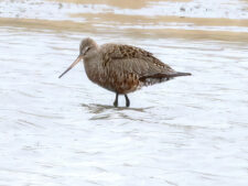 Hudsonian Godwit