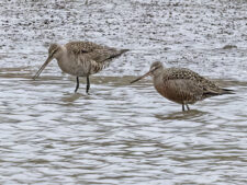 Hudsonian Godwit