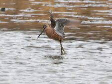 Long-billed Dowitcher