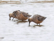 Long-billed Dowitcher