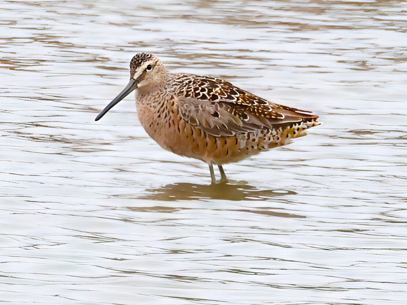 Long-billed Dowitcher