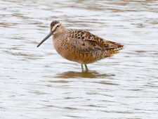 Long-billed Dowitcher
