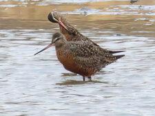 Hudsonian Godwit