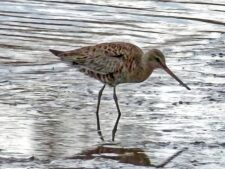 Hudsonian Godwit