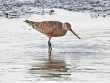 Hudsonian Godwit