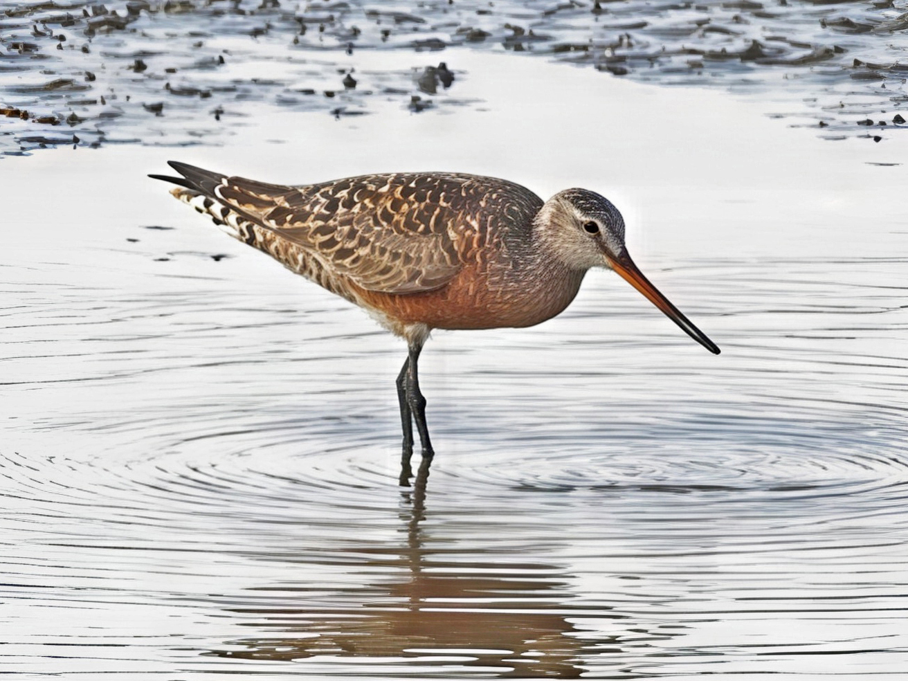 Hudsonian Godwit
