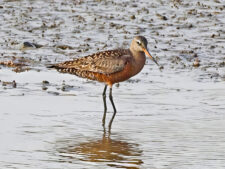 Hudsonian Godwit